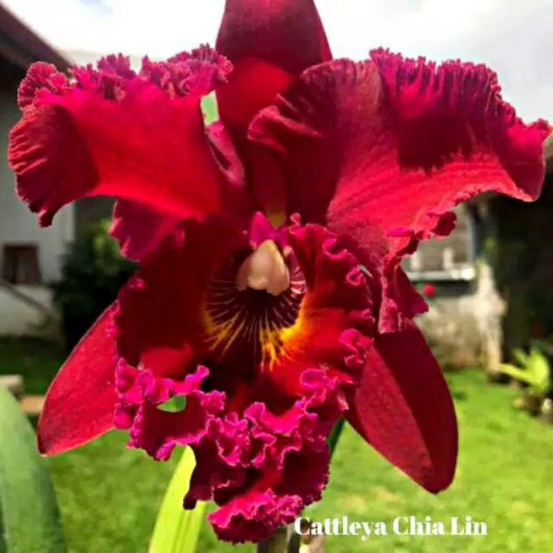 anggrek cattleya dewasa