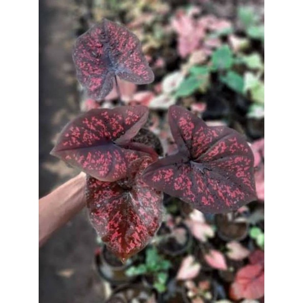 Caladium/Keladi Seven Luck