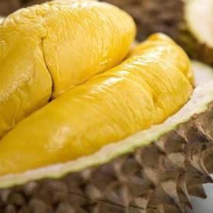 BIBIT TANAMAN DURIAN MUSANG KING KAKI 5 kib