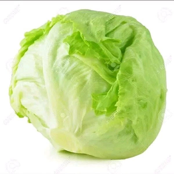 

Head lettuce / lettuce iceberg fresh / Head lettuce