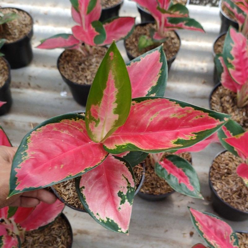 bunga aglonema suksom lilin,suksom