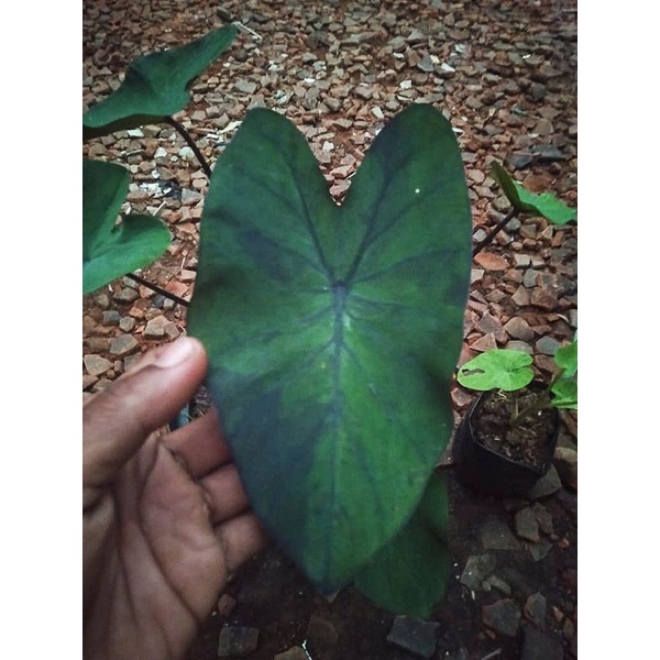 Colocasia Midnight