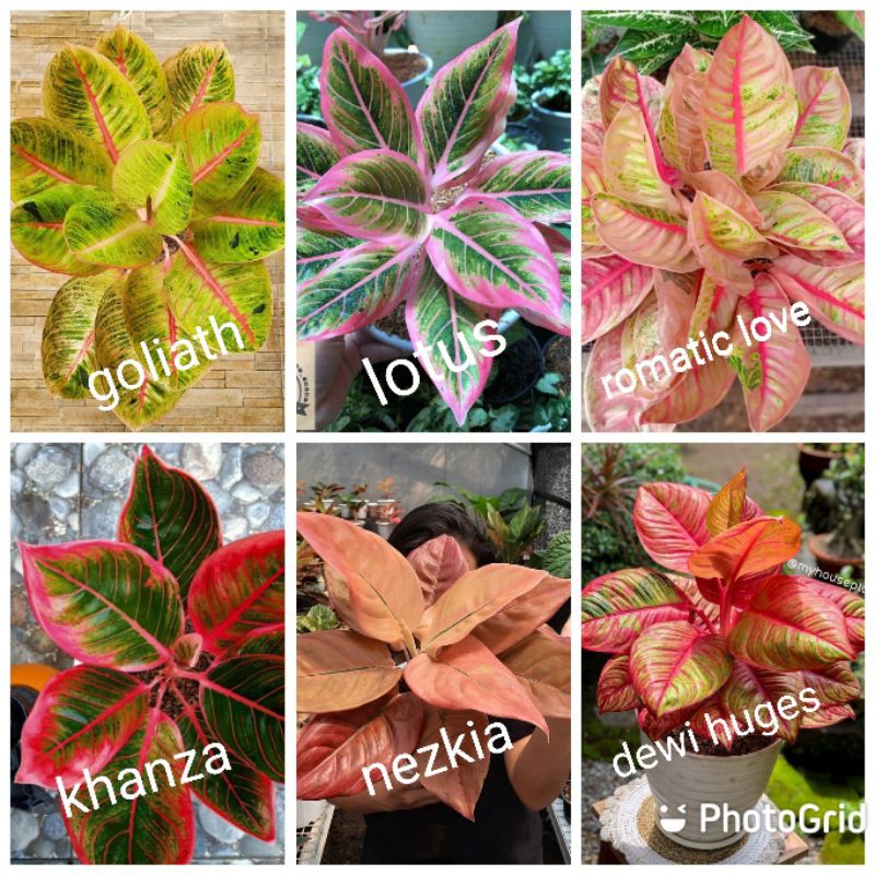 paket 6 bibit/ anakan aglonema 2-3 daun,Goliath,lotus, romantic love,Khanza, nezkia,Dewi huges