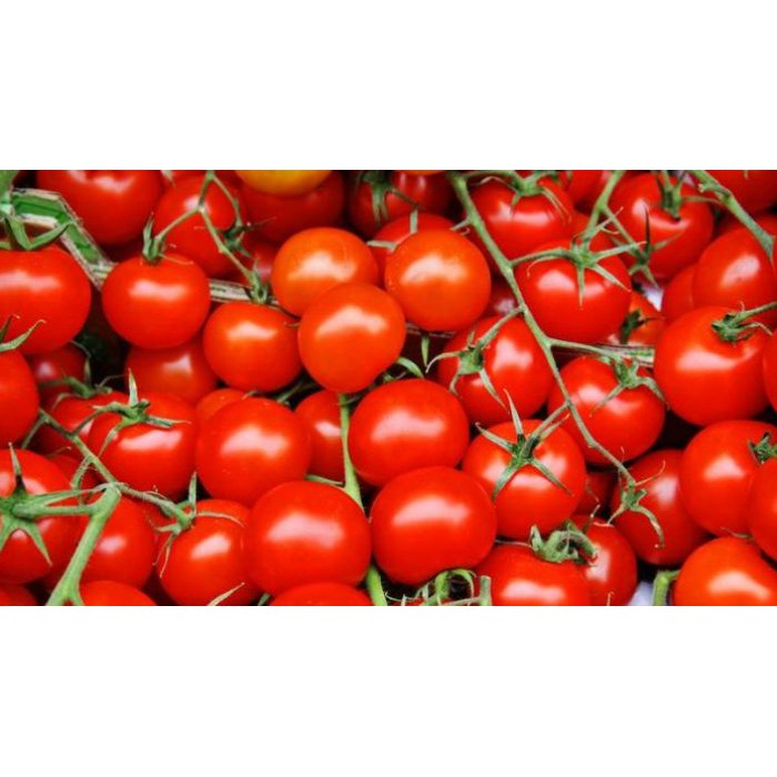 Biji Sayur Tomat Ceri Merah Manis Small Red Cherry Tomato Seed - Bibit Tanaman Tomat Cherry - COD