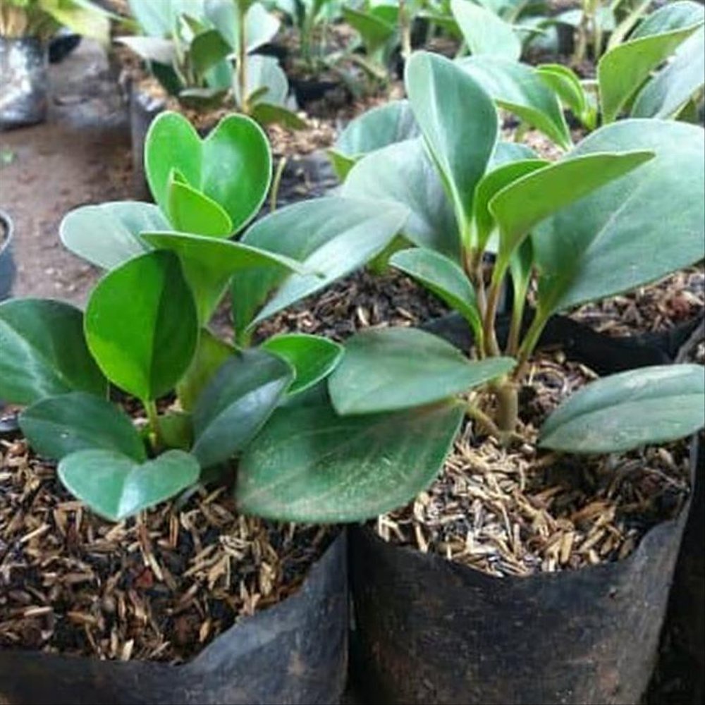 TANAMAN PEPEROMIA JADE PLANT HIJAU PEPEROMIA MURAH JADE PLANT