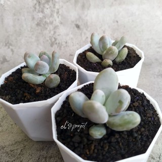 tanaman hias succulent sukulen moon stone dan pot Kotak tanaman hias succulent sukulen moon stone dan pot Kotak