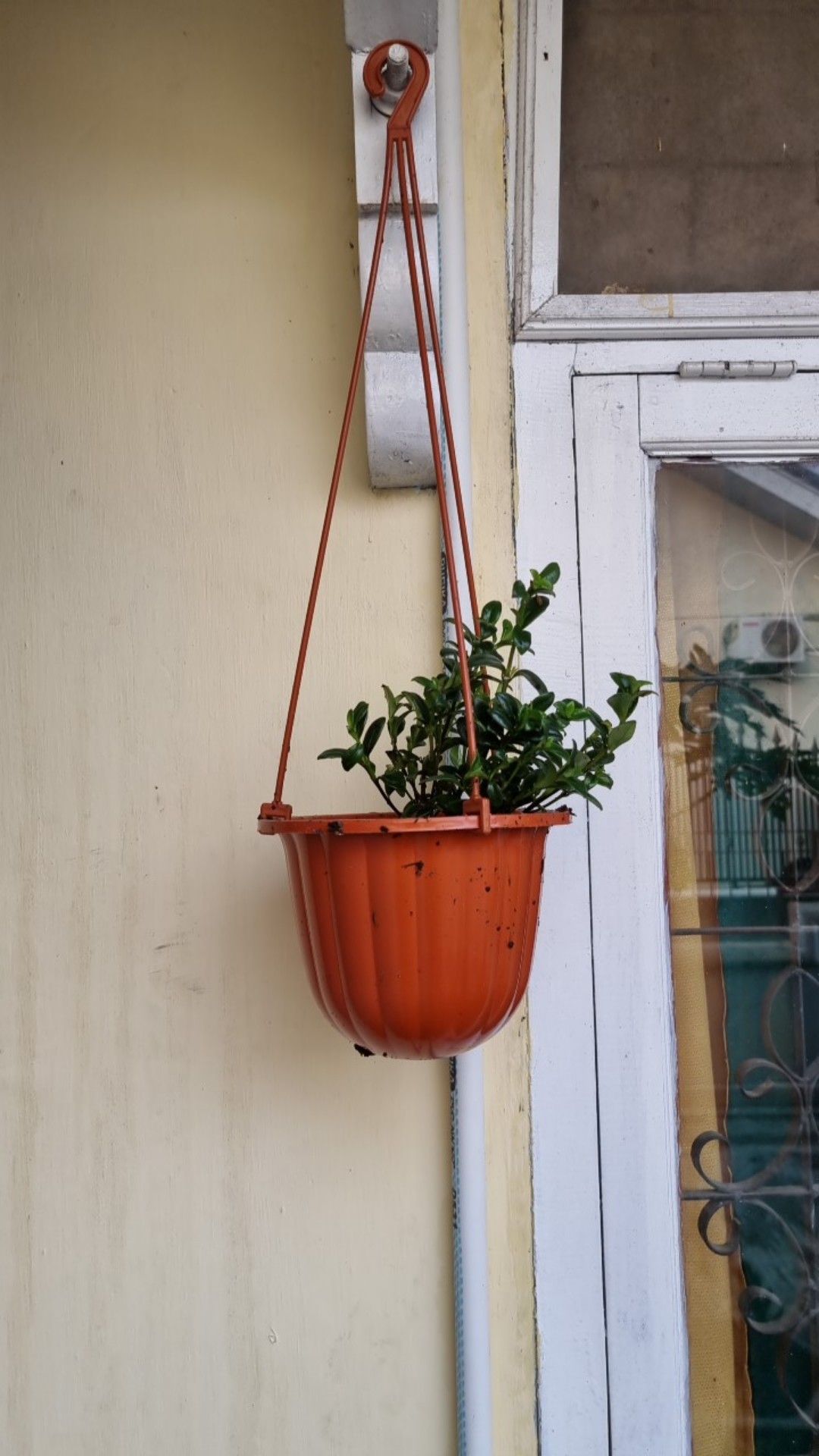 Bunga Gantung Lipstik Oranye