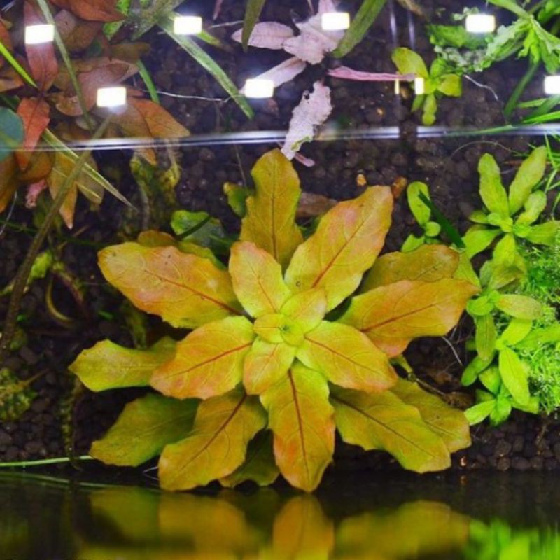 ludwigia sphaerocarpa