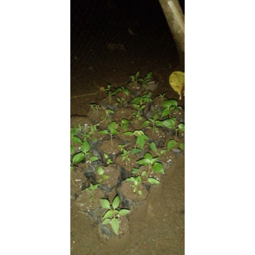 

cabe random umur 1 bulan lebih ya kak