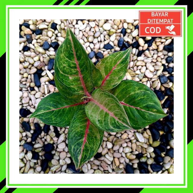 [✅COD] SUSAN - (AGLONEMA REMAJA) / AGLONEMA WARNA HIJAU / AGLONEMA CANTIK SUSAN MURAH