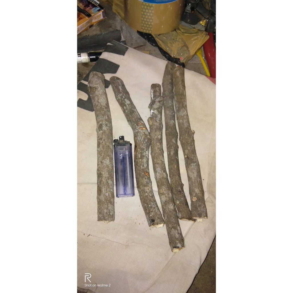 ranting kayu Cendana jawa