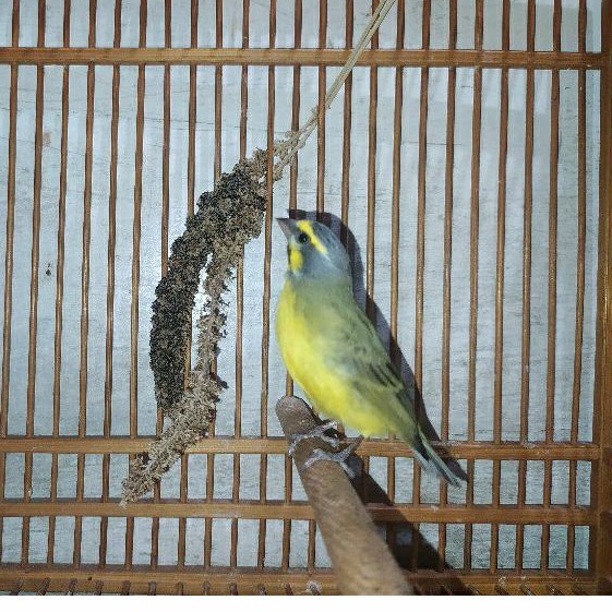 Burung Mozambik Jantan import Rawatan