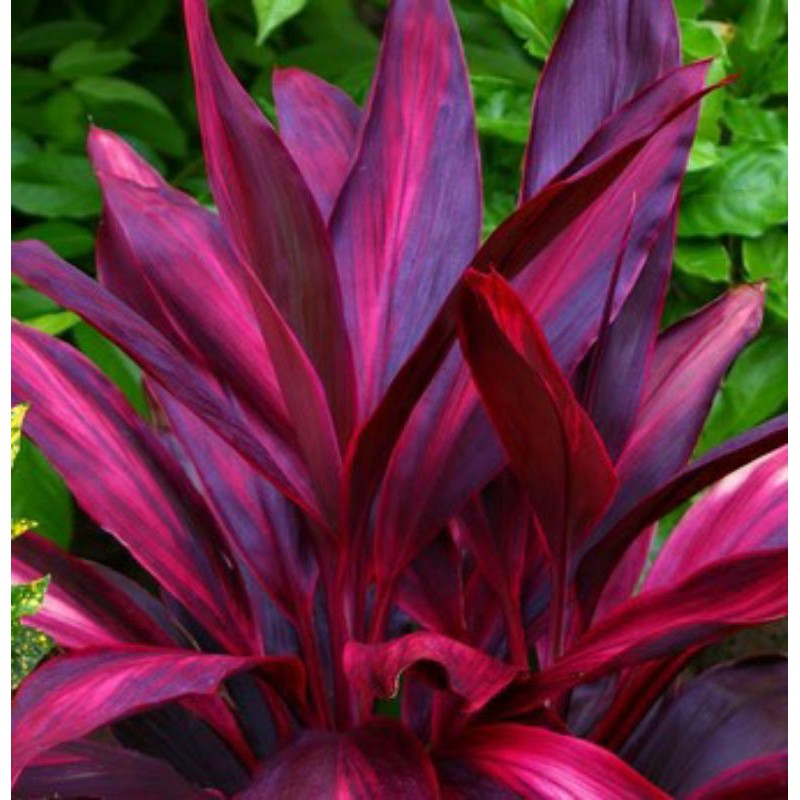 

daun andong merah (Cordyline fruticosa L) A.Cheval