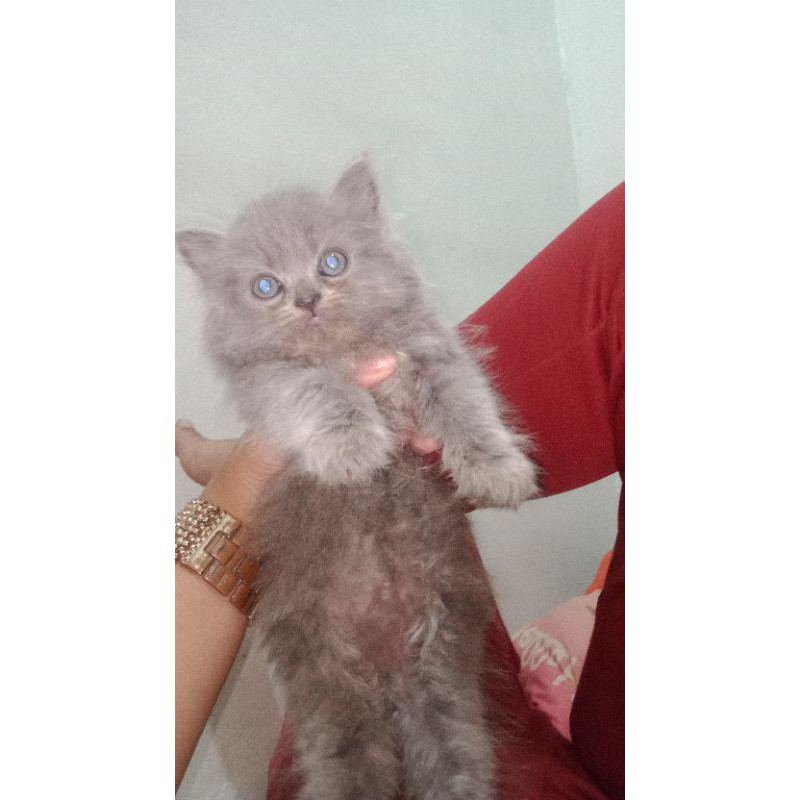 kucing flatnose jantan abu solid