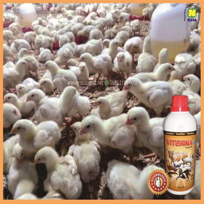 Vitamin Ayam Pedaging Yang Paling Bagus