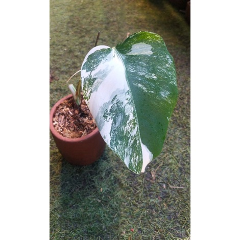 monstera white Tiger