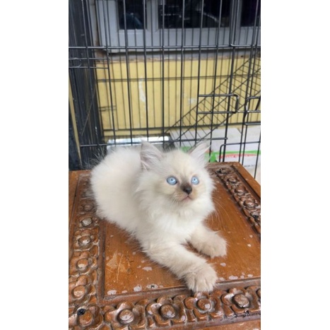 KUCING KITTEN HIMALAYA BLUE EYES || KUCING MATA BIRU