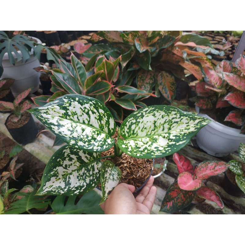 Aglaonema Dut White anjamani / Aglonema dut white termurah