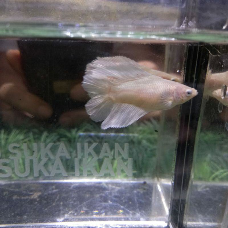 IKAN CUPANG BETINA HMDT WP/ WHITE PLATINUM 100% REALPICT.