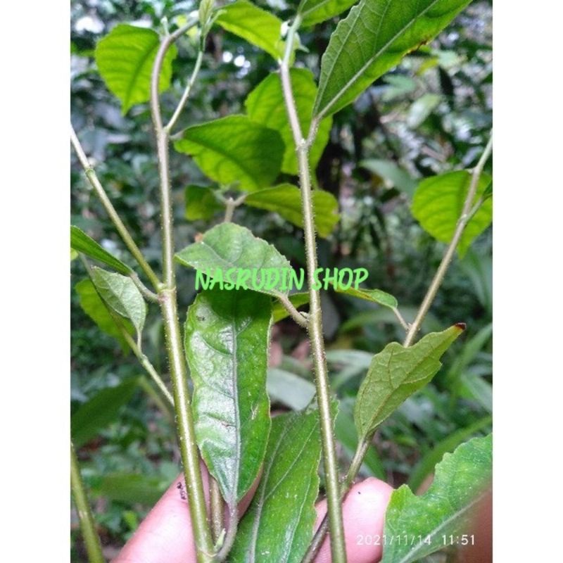 

[Fresh] BIBIT DAUN AMPELAS 1KG / BIBIT (STEK BATANG) DAUN HAMPELAS
