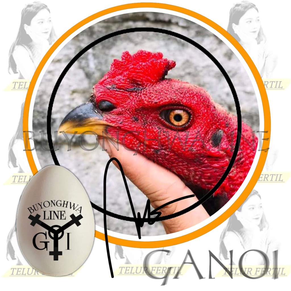 Ganoi line blackrose mix pakhoy line blackbull ayam bangkok telur fertil perbutir siap tetas