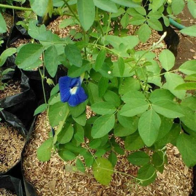 Bibit Tanaman Hias Bunga Telang Siap Berbunga MURAH ASLI