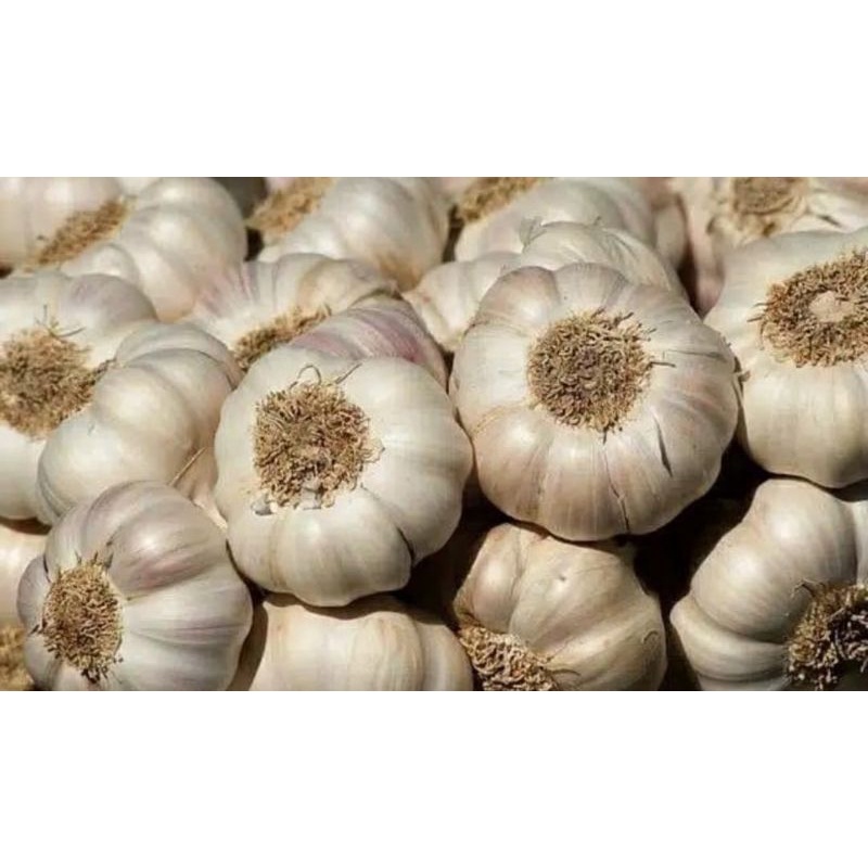 

Bawang Putih