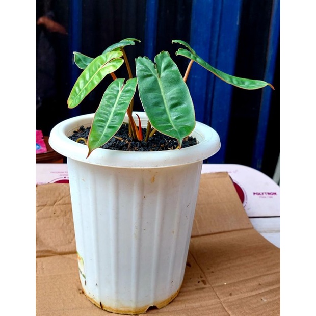 philodendron billitiae ori / kabel busi