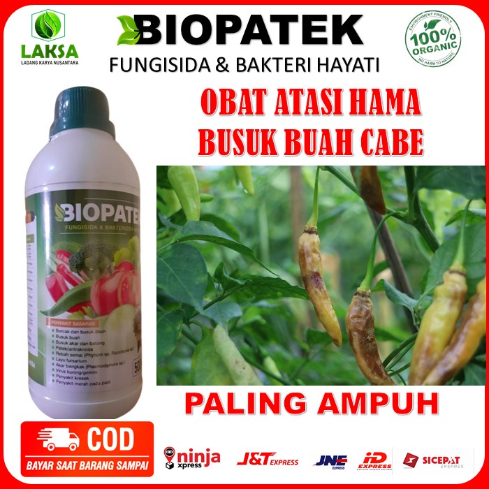 "Obat Semprot Tanaman Cabe BIOPATEK, Atasi Busuk Buah Cabe, Layu Daun Fusarium, Busuk Akar Cabe, Busuk Batang Cabe, Busuk Daun Cabe, Obat Busuk Cabe TERLARIS AMPUH