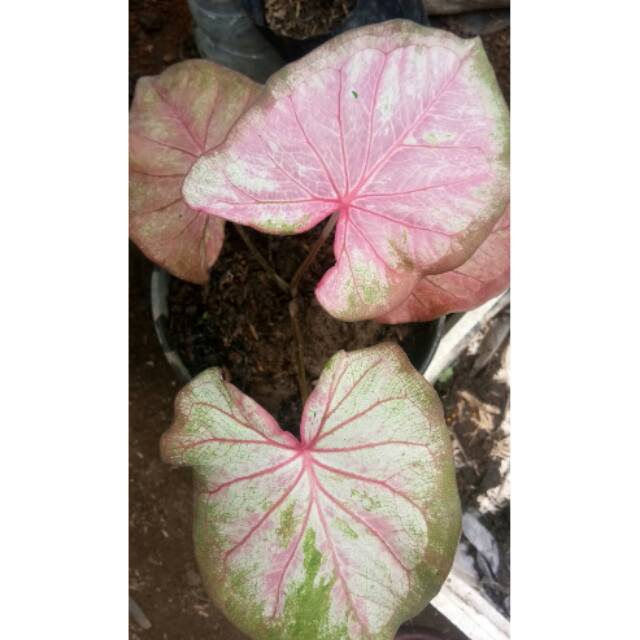 Bibit Caladium Ayudhya Keladi Hias Thailand Shopee Indonesia