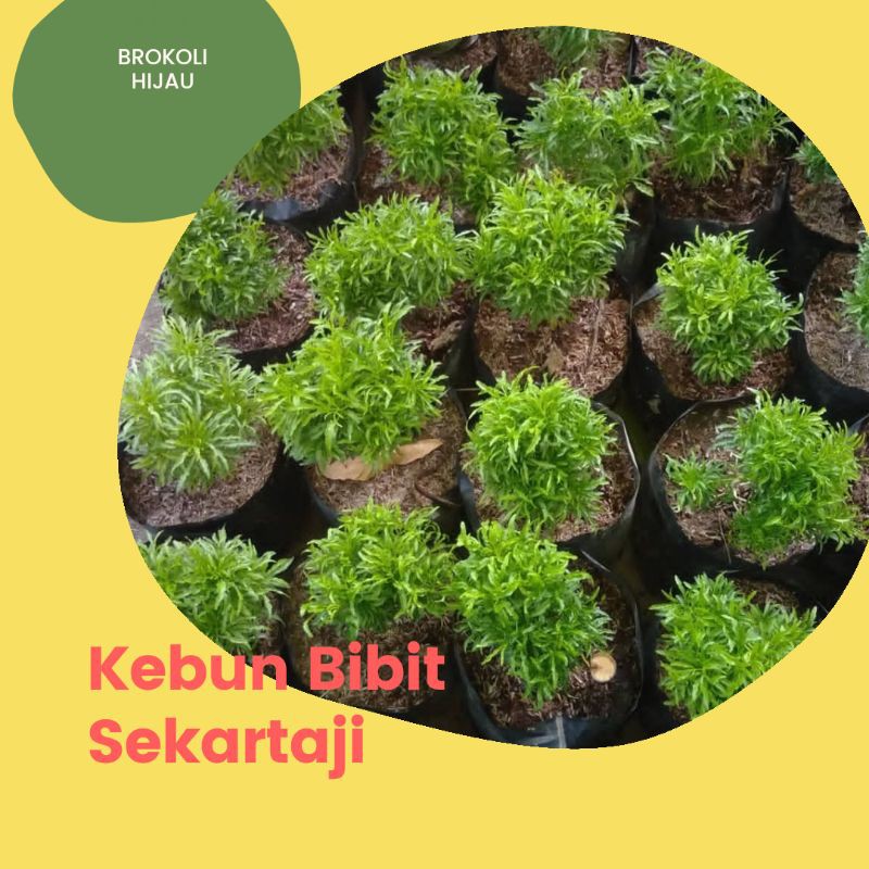 BUNGA BROKOLI HIAS / TANAMAN HIAS BROKOLI HIJAU