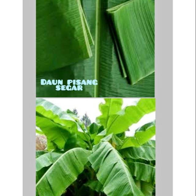 

Daun pisang segar /kilo