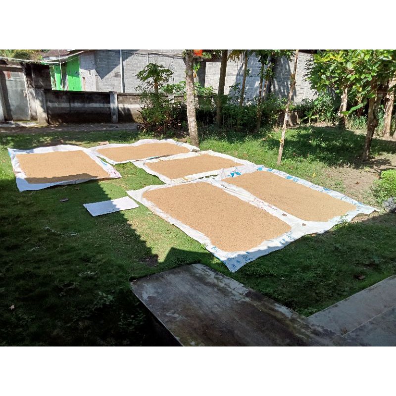 Alat alas jemur gabah kopi jagung kedelai