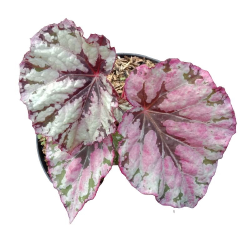 tanaman hias Begonia rex silver pink legasi/begonia mikado