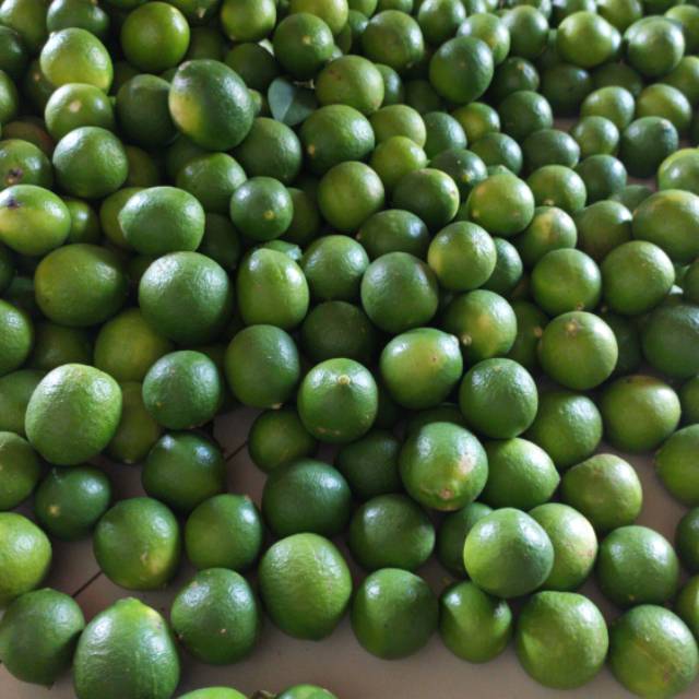 

Jeruk nipis segar 1kg langsung