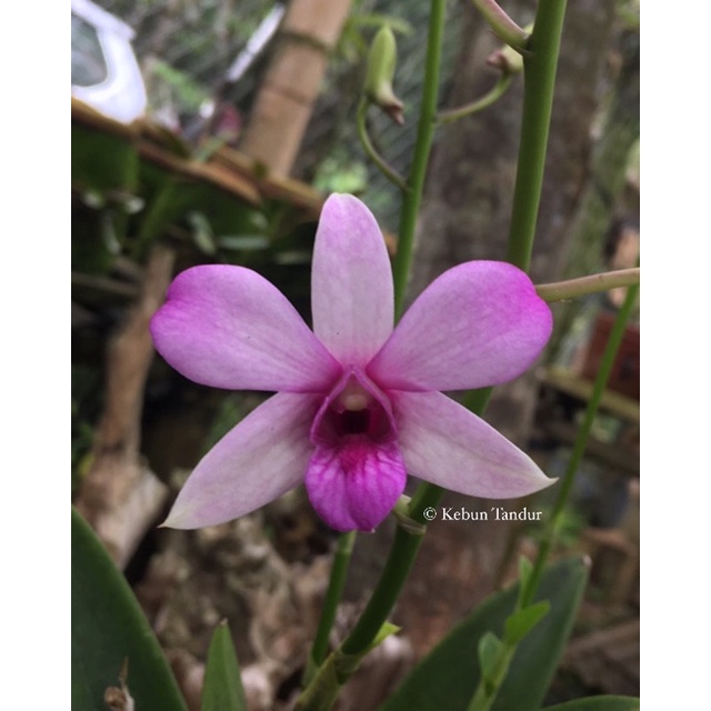 Anggrek jadul Dendrobium Mentangai / Jadulan wangi (rawatan)