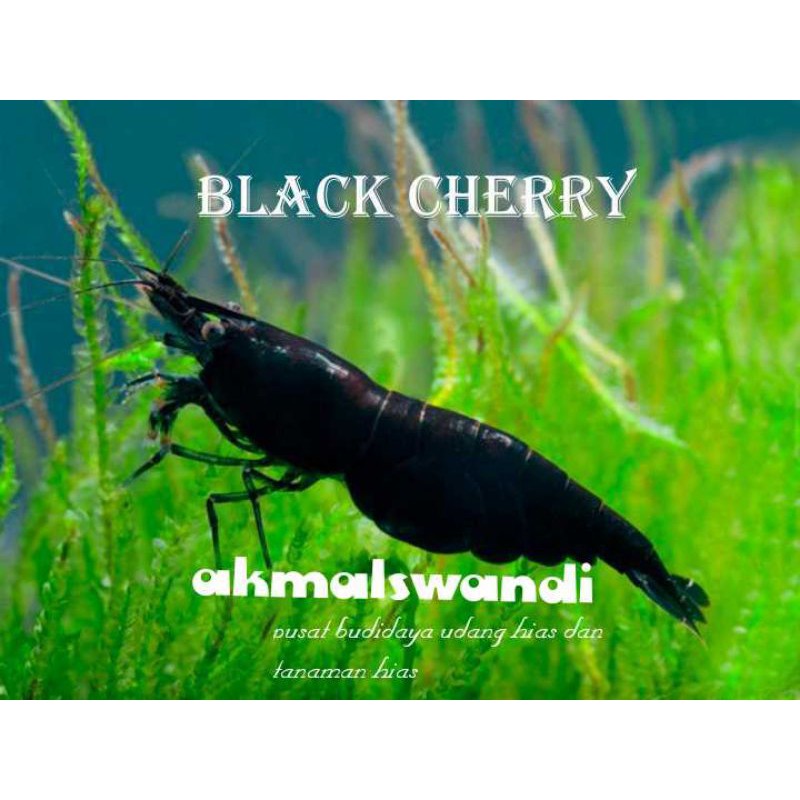Udang hias aquascape  black cherry