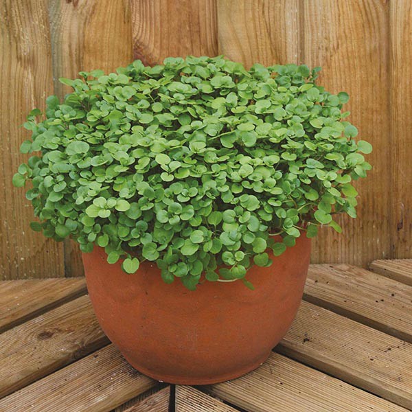 Paket Benih - Microgreen Watercress Aqua Salad Leaves Seeds - IMPORT