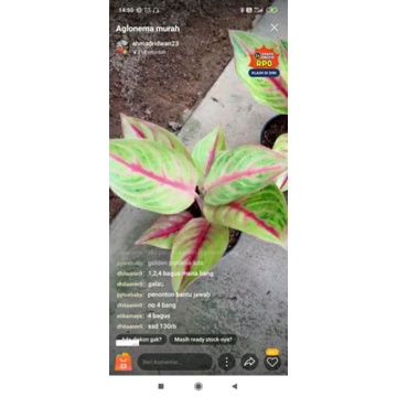 bunga aglonema red panama