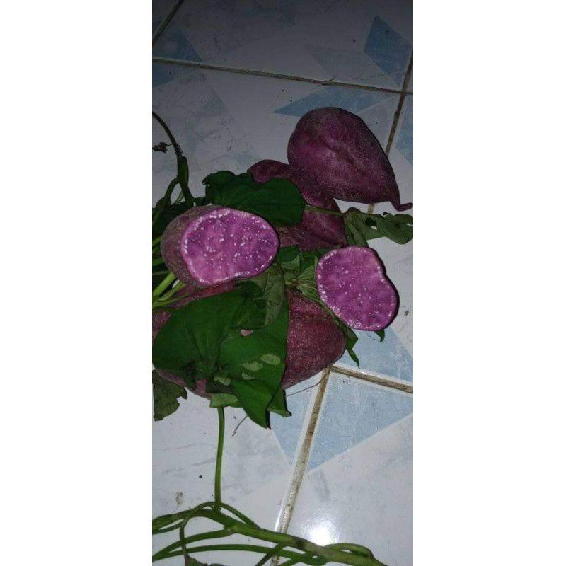 ubi ungu 1kg