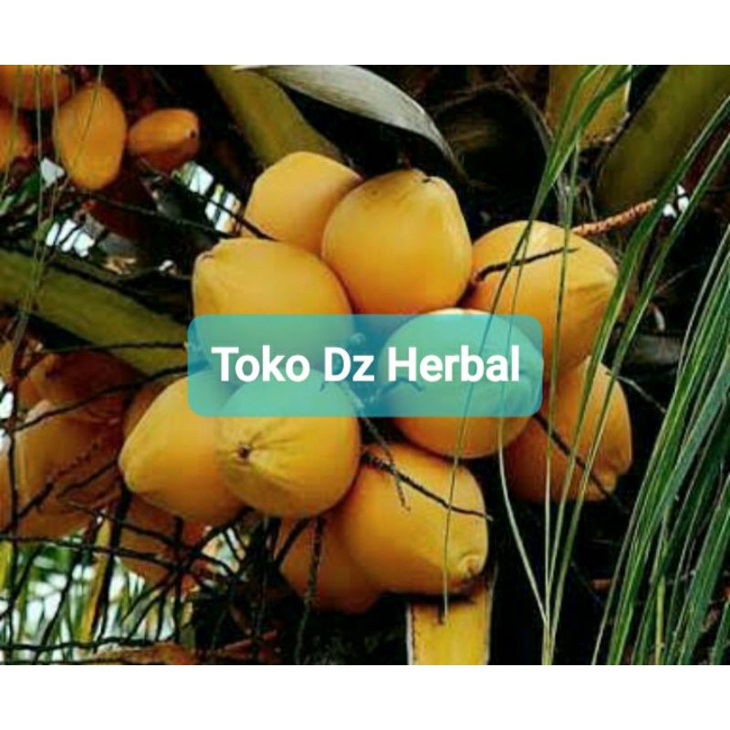 

Buah kelapa gading Segar langsung petik