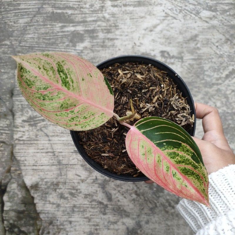 aglonema romantic love