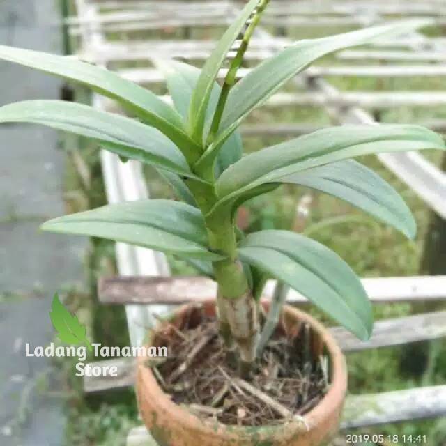 Tanaman hias anggrek dendrobium-dendrobium-anggrek-bibit tanaman-anggrek dendrobium remaja