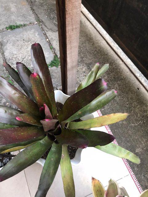 Tanaman Hias Bromelia Rose