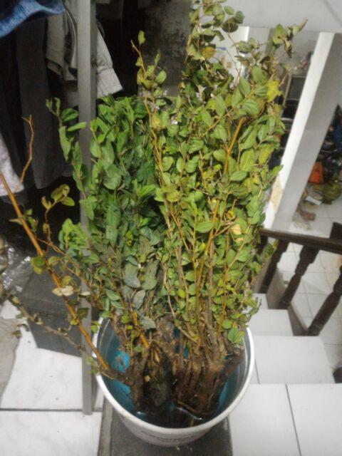 Grosir Bibit Bidara Harga Murah Minimal 50 Pcs