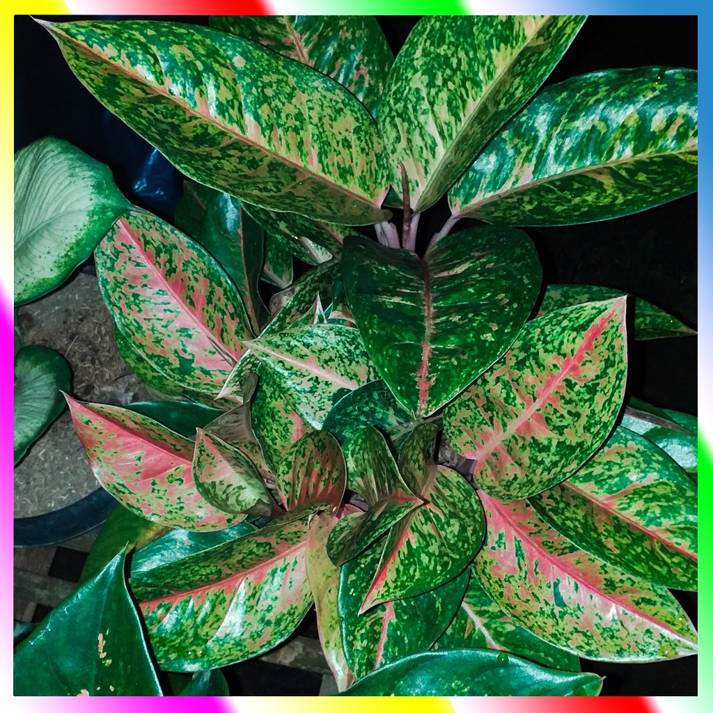 Aglonema Murah.... Bigroy Rumpun 12)