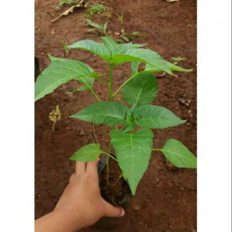 tanaman cabai merah/rawit setan