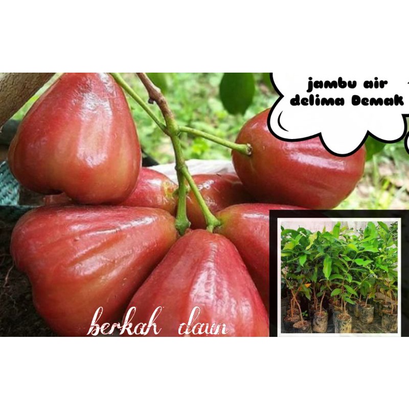 Jambu delima demak siap buah lebat