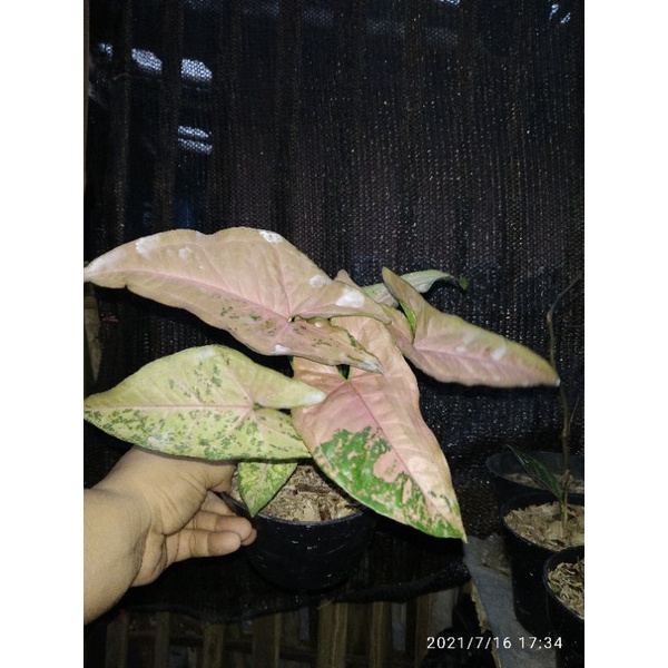 syngonium pink flecked