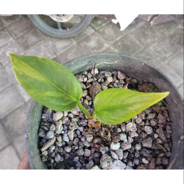 Anthurium jemani cobra varigata